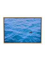 “Solitary Drift”